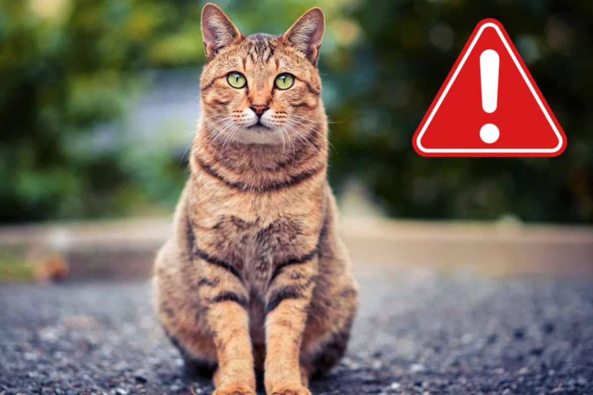 Allarme animali