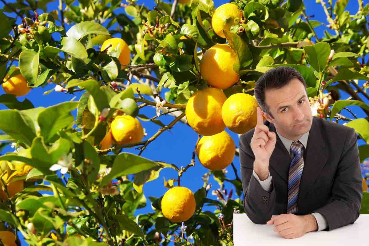 Albero di limone