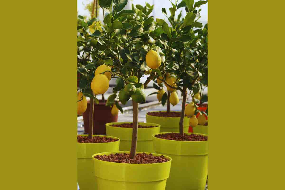 Limone