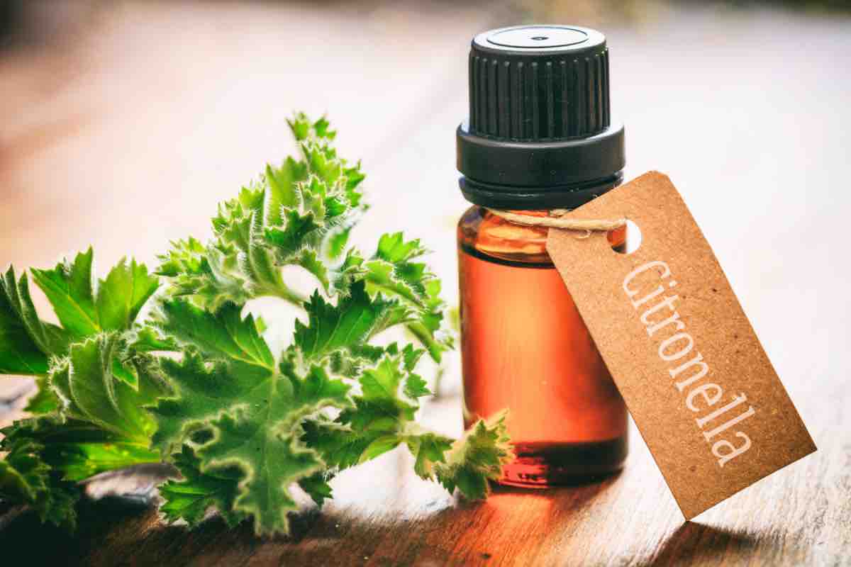 Olio essenziale di citronella