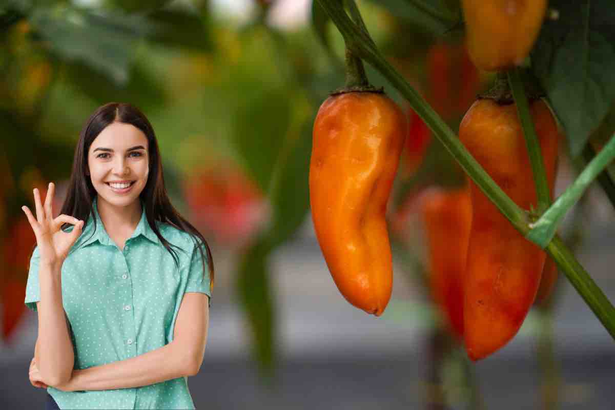 Come conservare i peperoncini