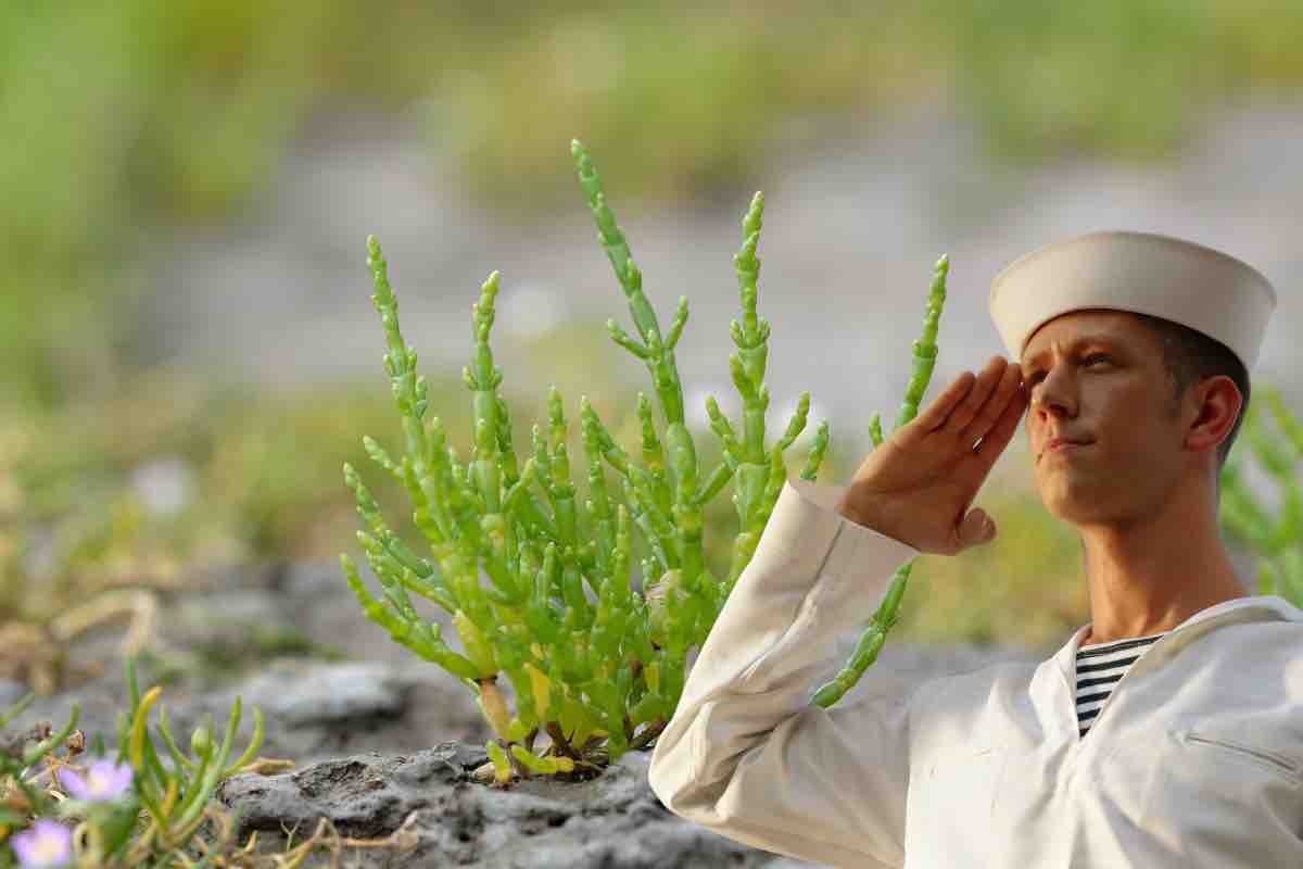 Salicornia