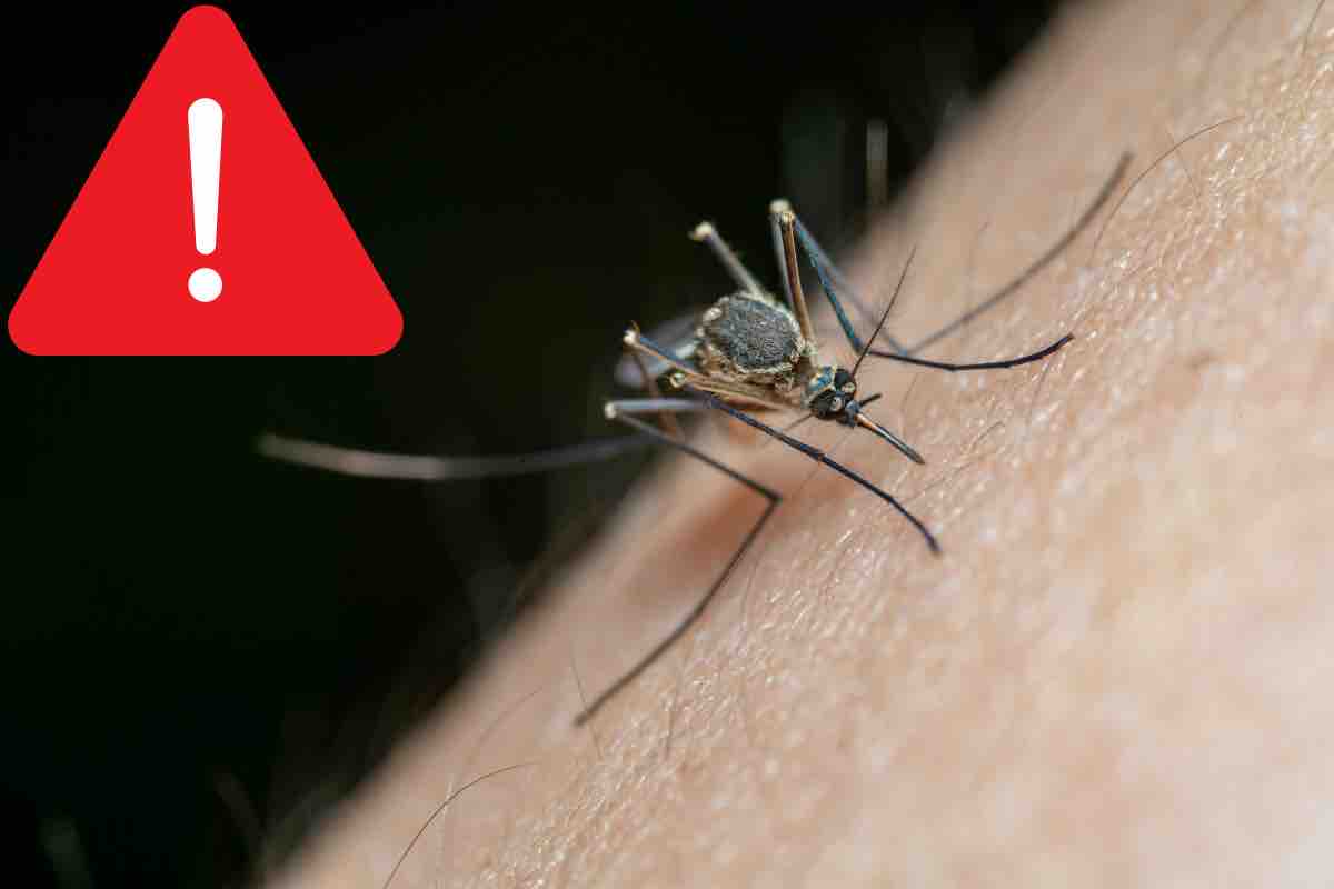 Allarme West Nile e Dengue